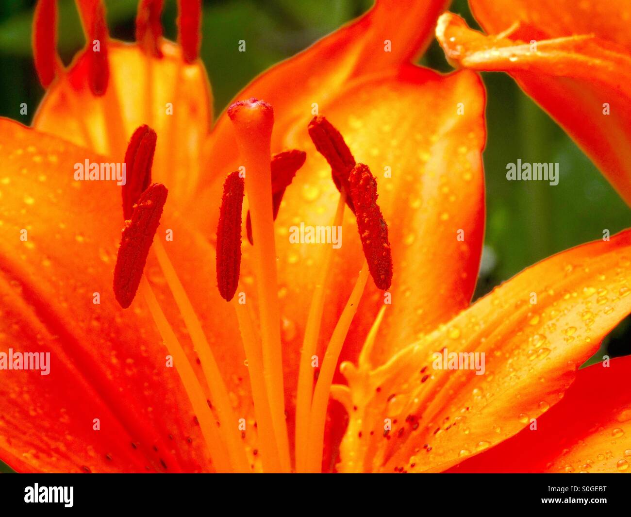 Hibiscus pistils Stock Photo