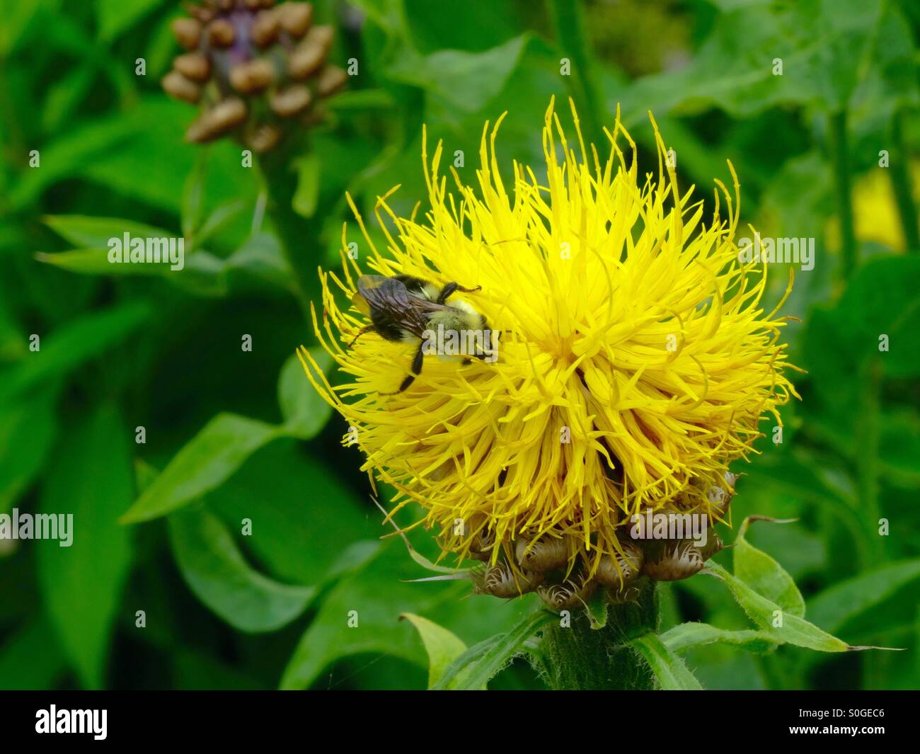Bee on flower - Smartphone Captured Stock Image