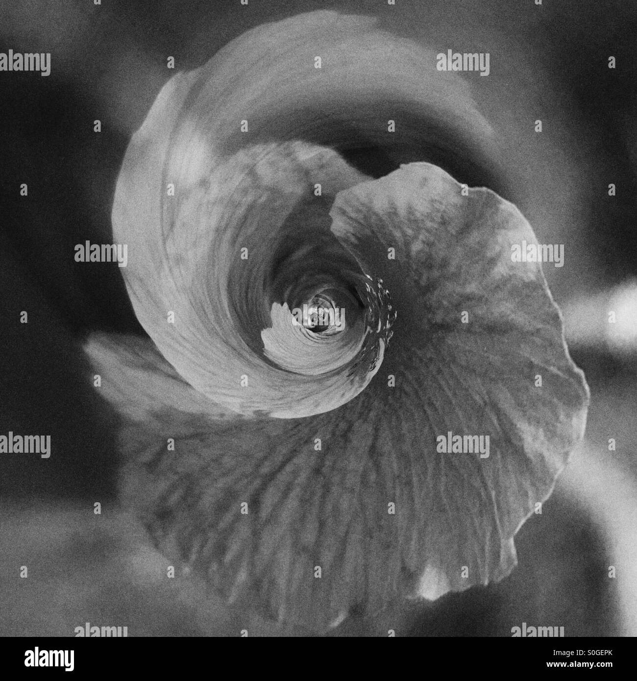 Fresh flower shape black Black and White Stock Photos & Images - Alamy