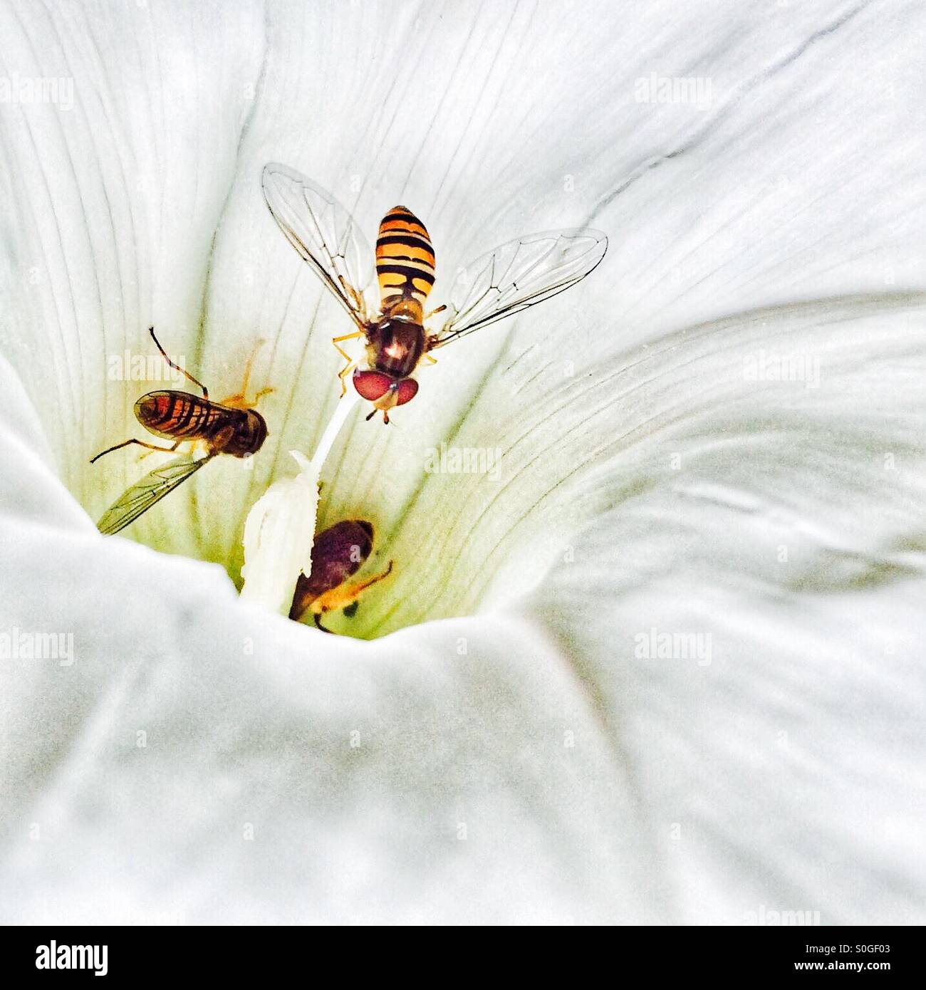 What do bees collect from flowers hires stock photography and images