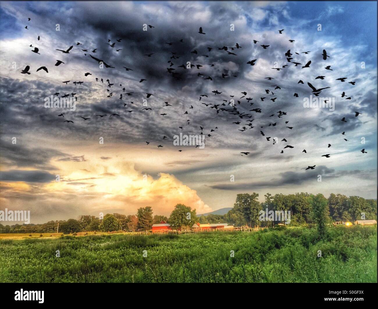 bird hires stock photography and images Alamy