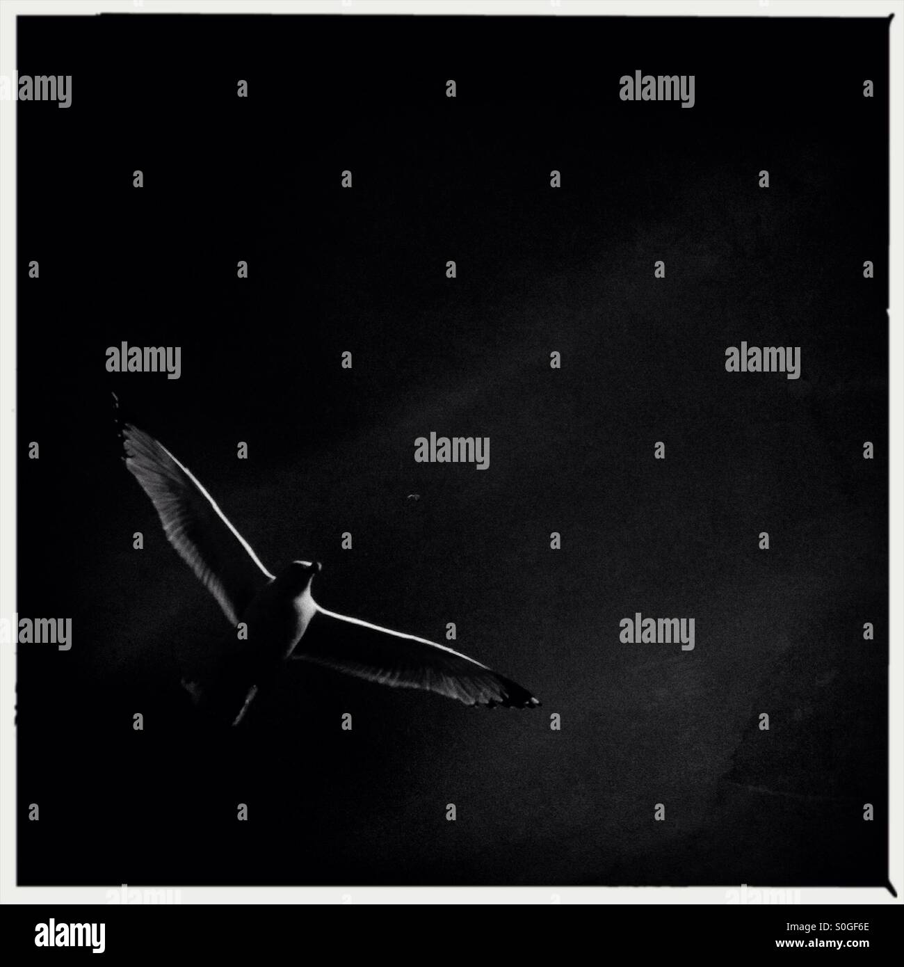 Seagull flying in midair with wings wide open - Smartphone Captured Stock Image Seagull flying in midair with wings wide open - Smartphone Captured Stock Image