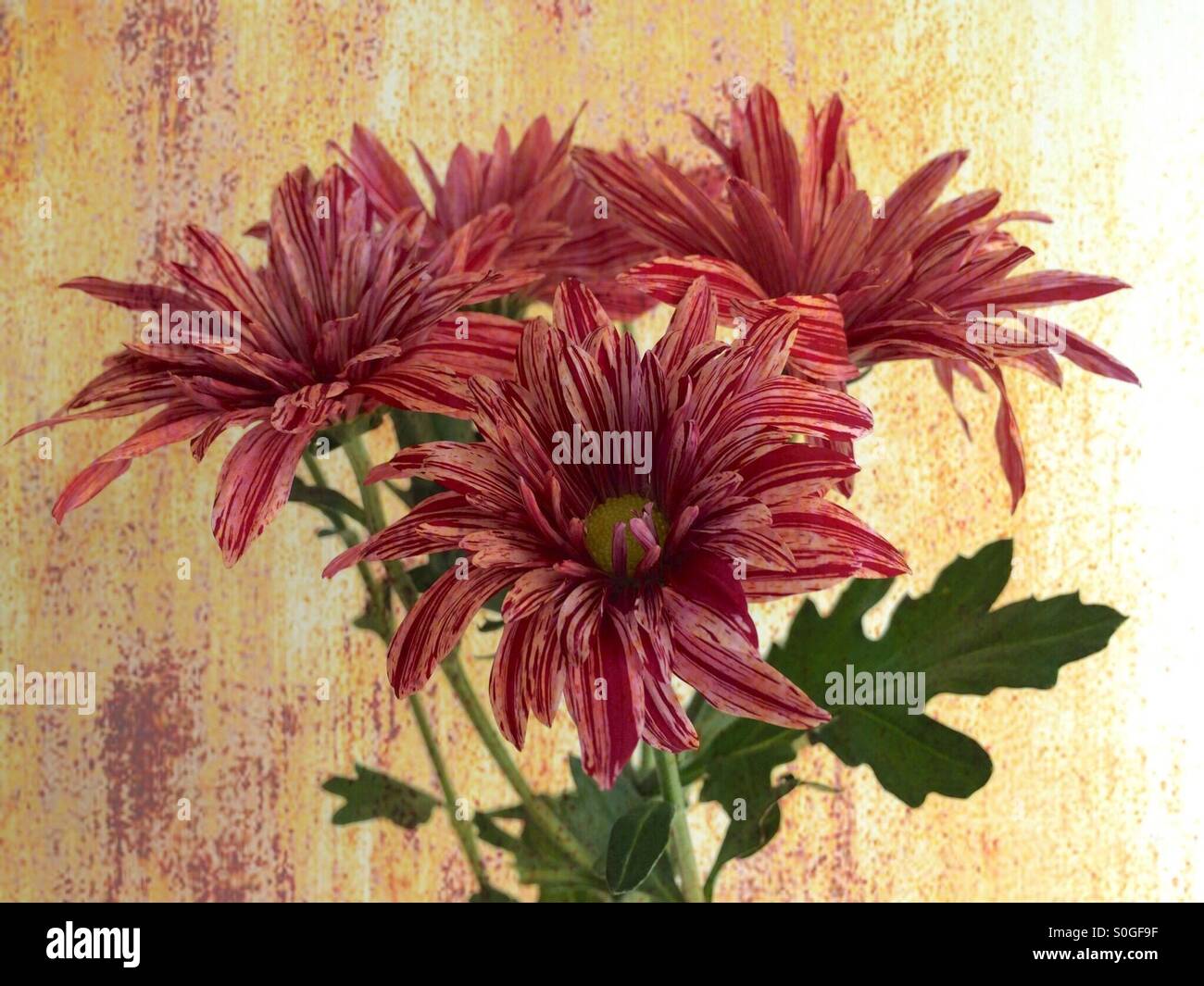 Purple and white striped flower hi-res stock photography and images - Alamy