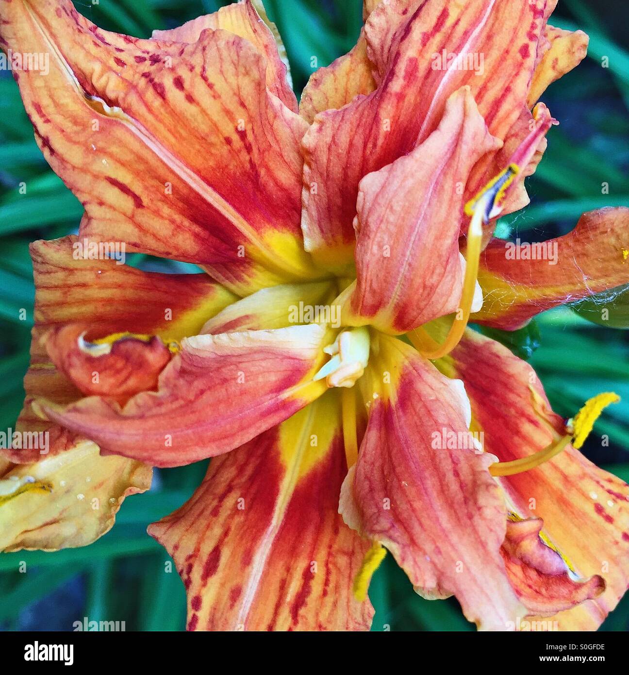 Closeup of orange Day Lilly flower. Stock Photo
