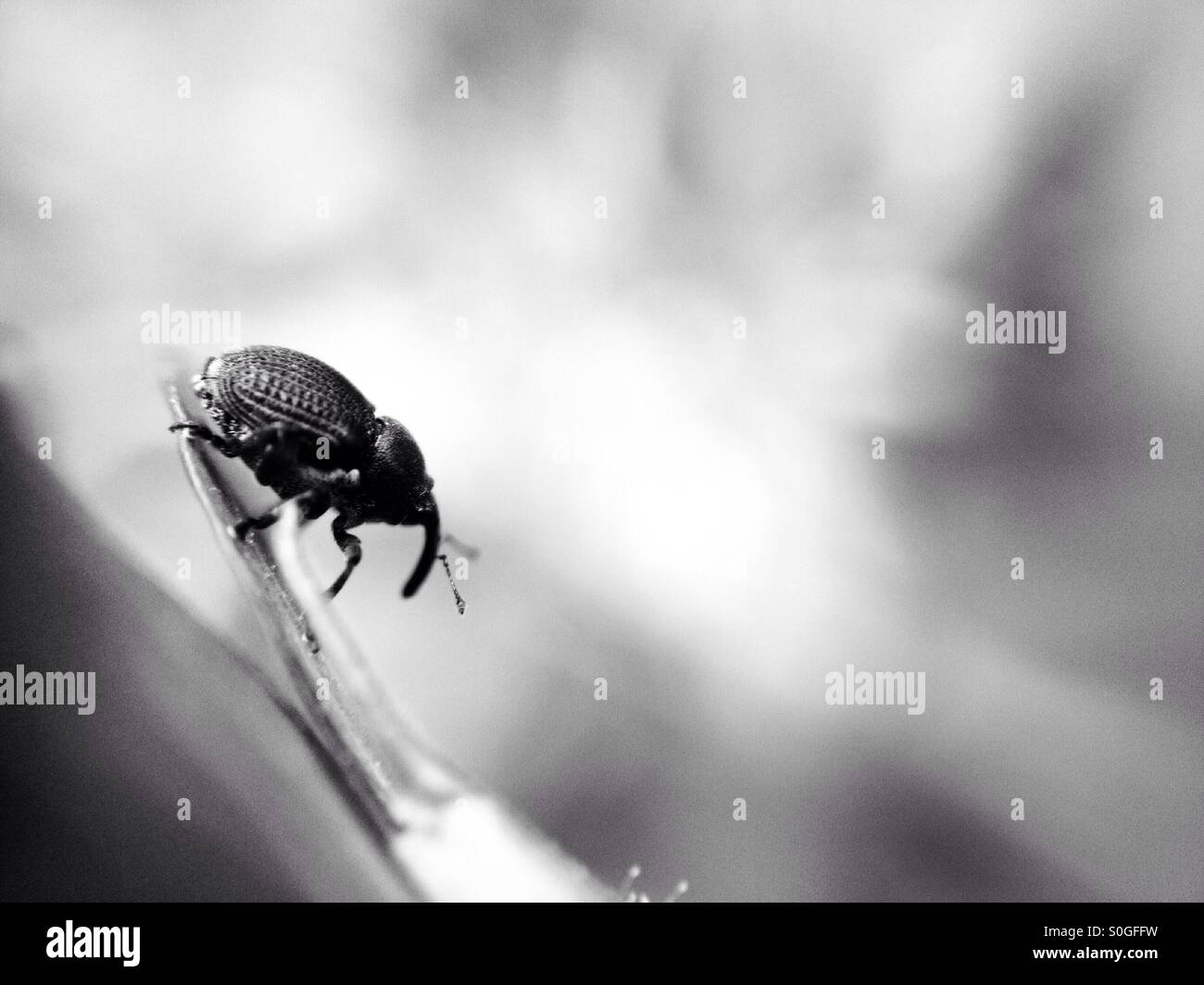 Weevil in black and white Stock Photo