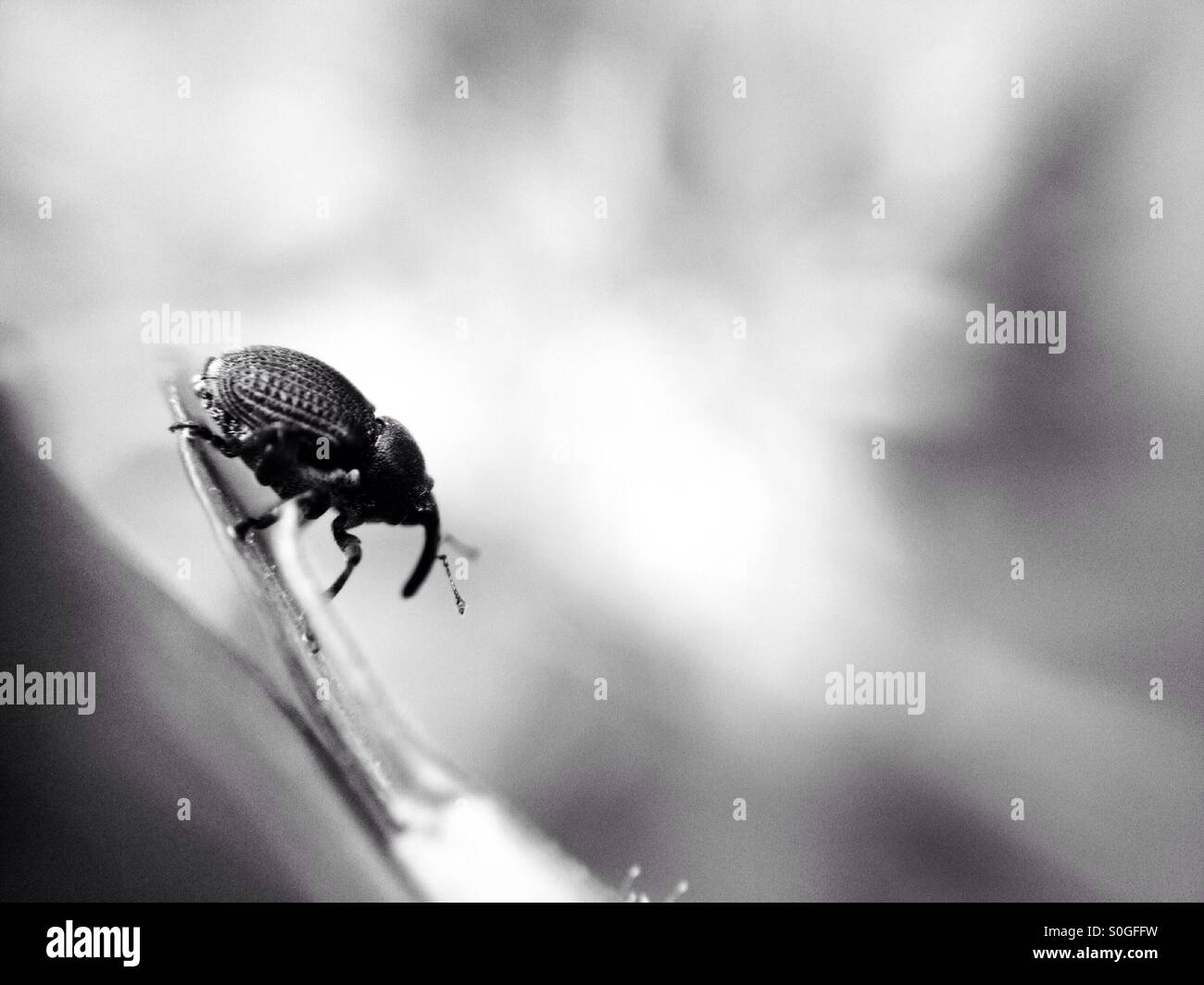 Weevil in black and white - Smartphone Captured Stock Image