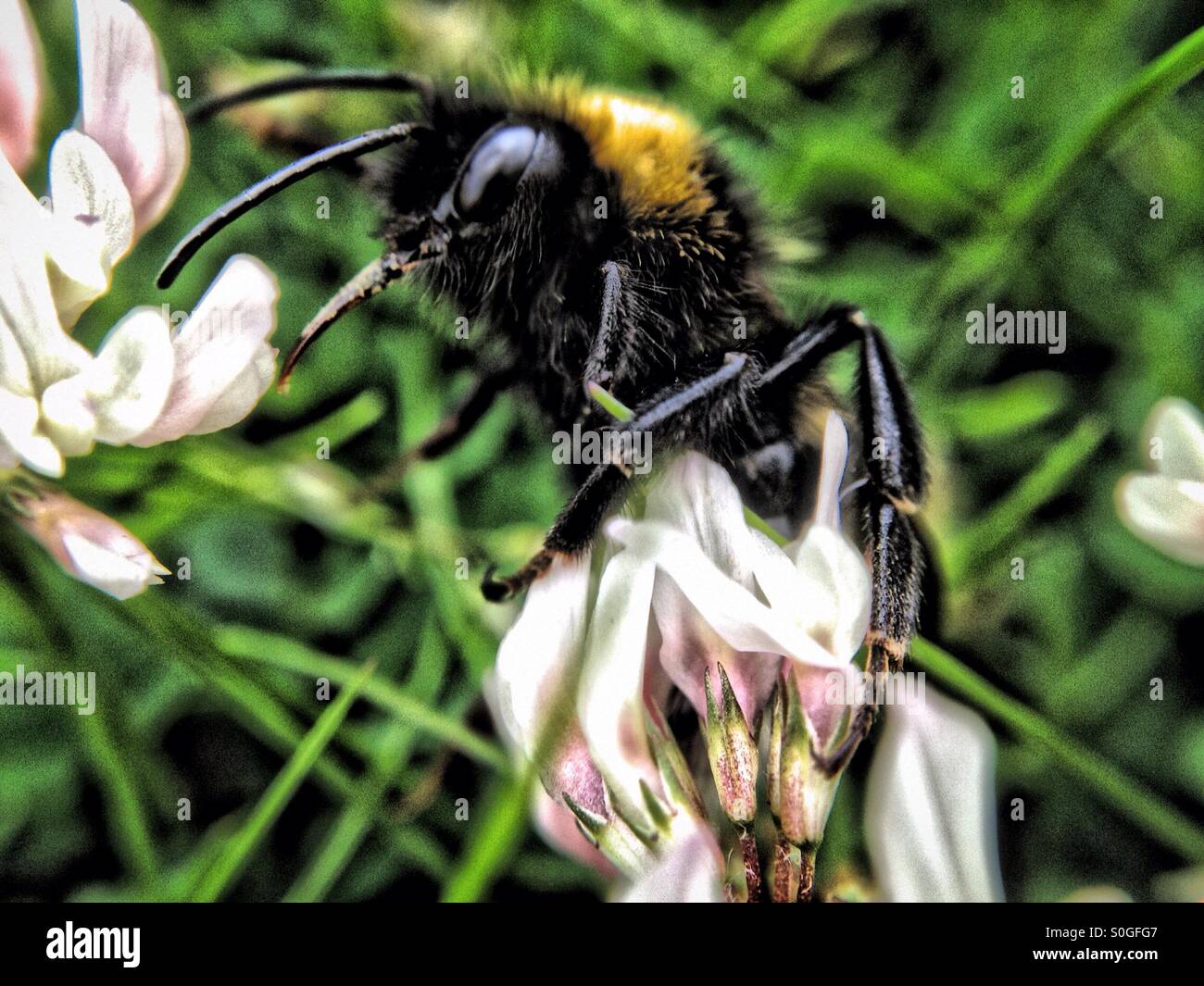 Bee on a clover flower - Smartphone Captured Stock Image