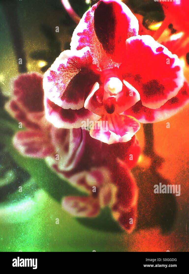 Closeup of a Dwarf orchid. Artistic rendering - Smartphone Captured Stock Image