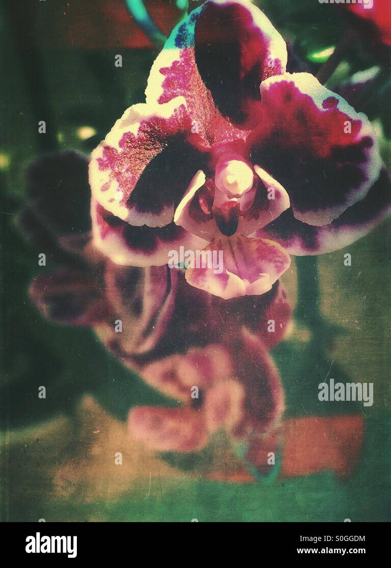 Closeup of dwarf orchid. Artistic rendering. - Smartphone Captured Stock Image