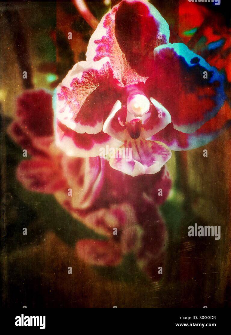 Closeup of a dwarf orchid. Artistic rendering. - Smartphone Captured Stock Image