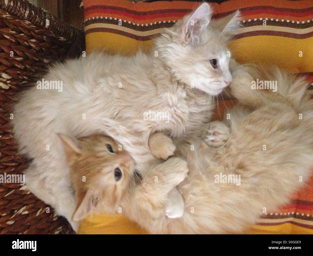 Two Maine Coon kittens cuddling Stock Photo Alamy