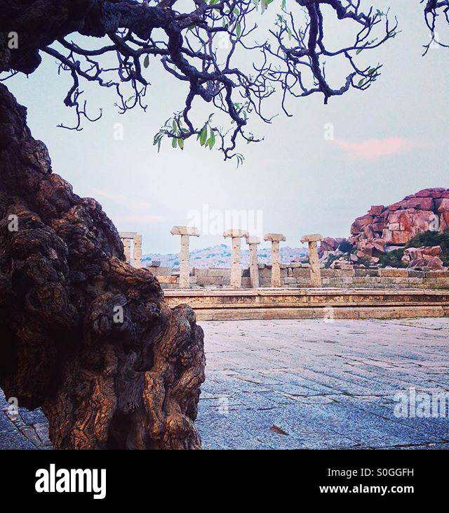 The ancient tree - Smartphone Captured Stock Image