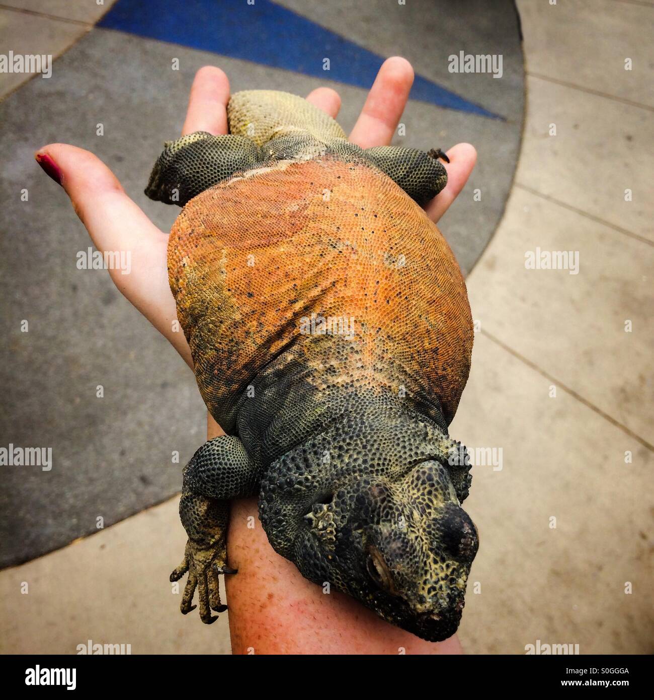 Western Chuckwalla - Smartphone Captured Stock Image