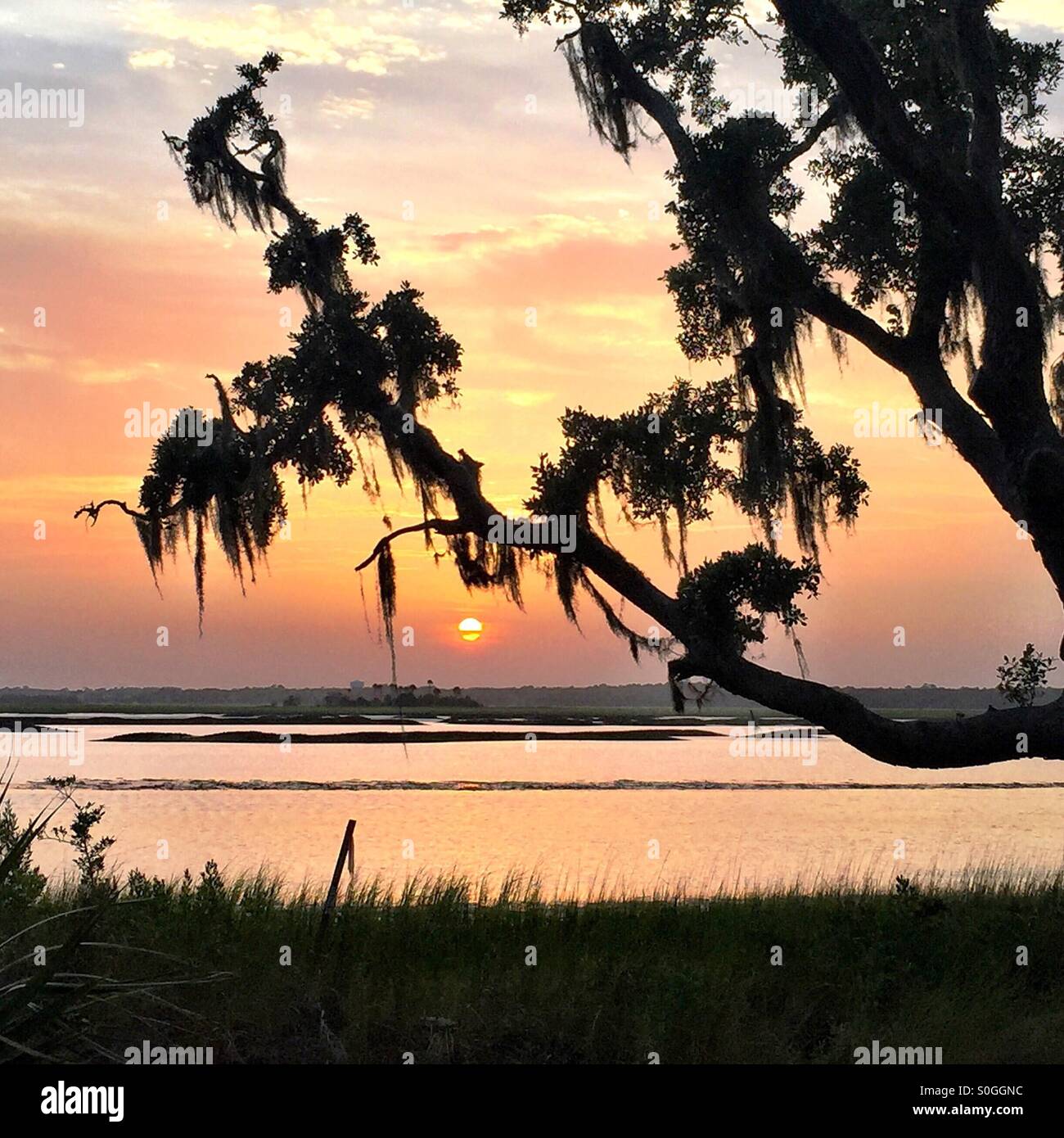 Spanish Moss Tree Silhouette