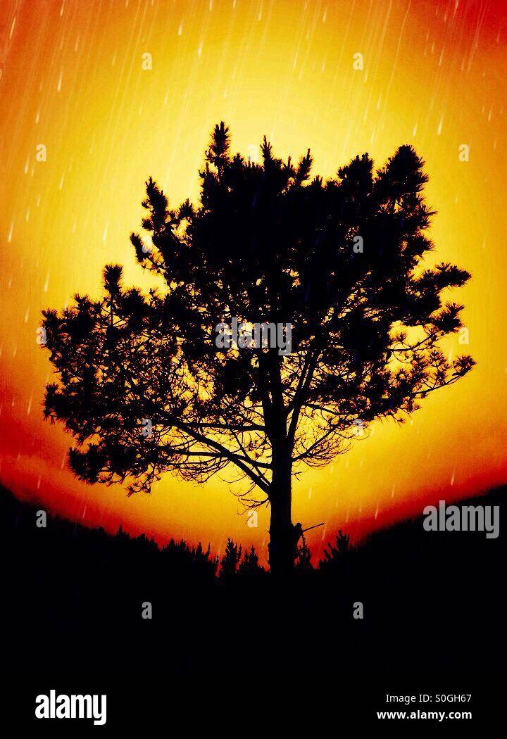 Tree shadow on a sunset with rain effect - Smartphone Captured Stock Image