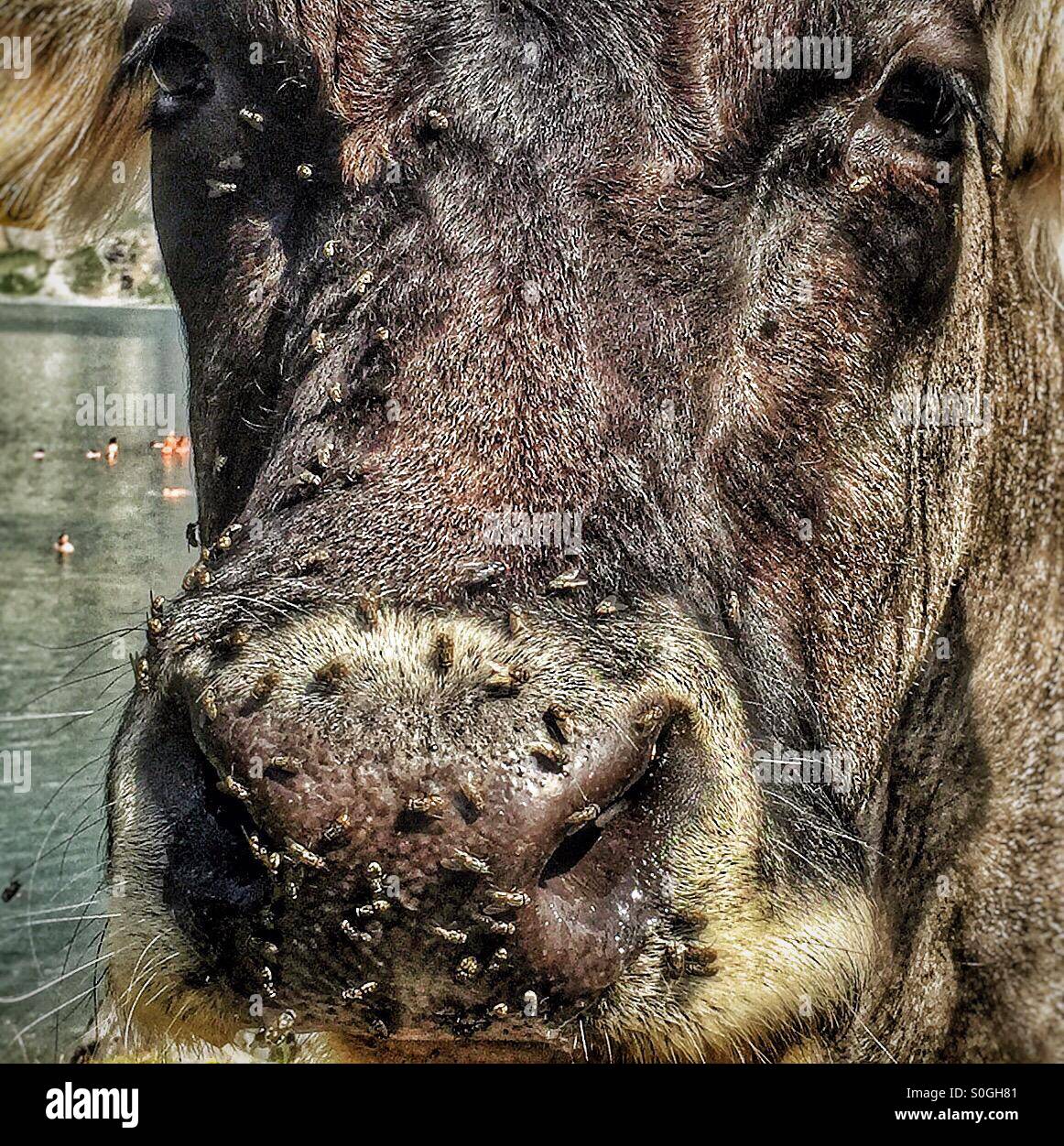 Close crop of cow's head, with flies crawling all over - Smartphone Captured Stock Image
