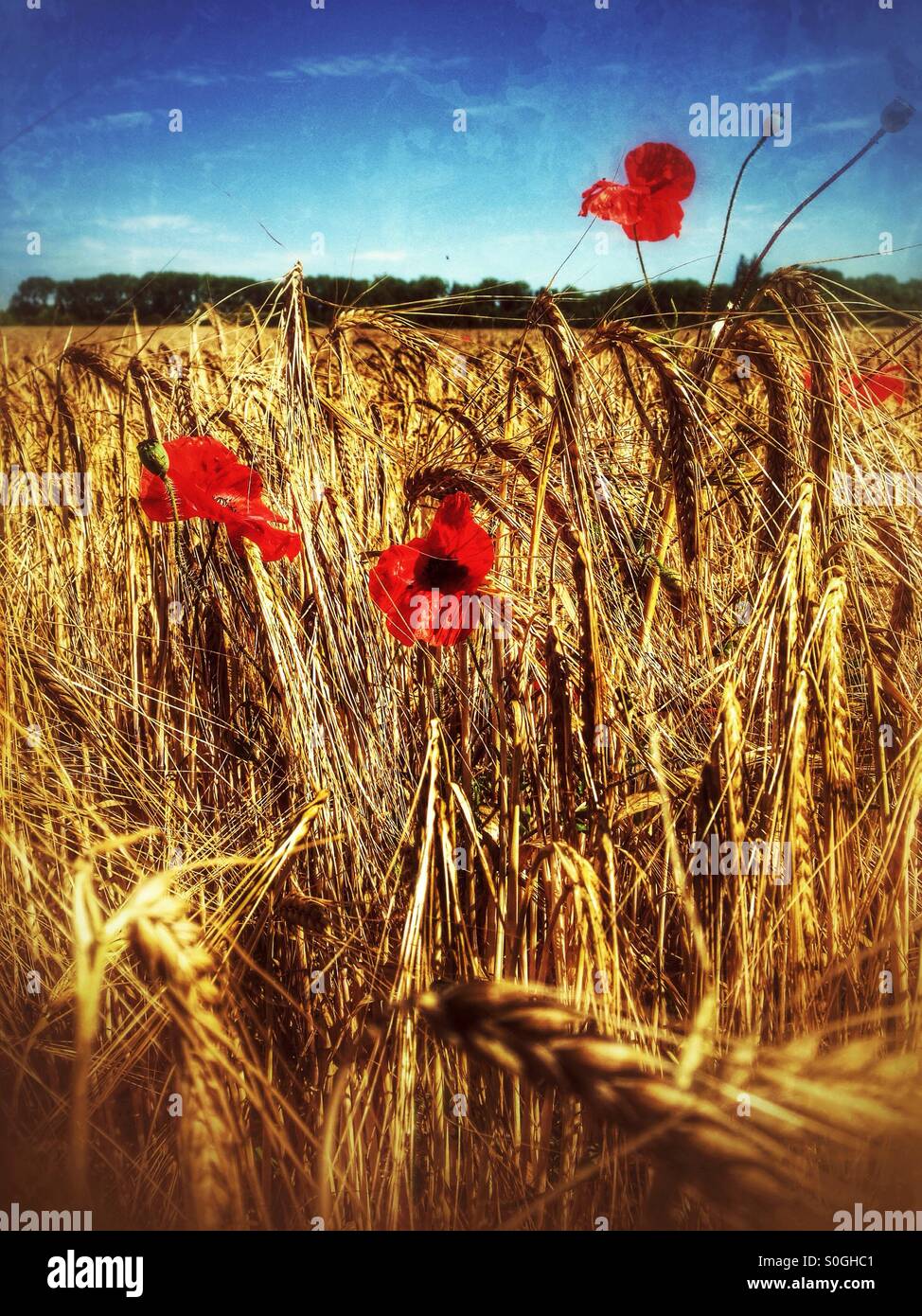 Red poppies in a field of barley. Ancaster, Lincolnshire, England. Stock Photo