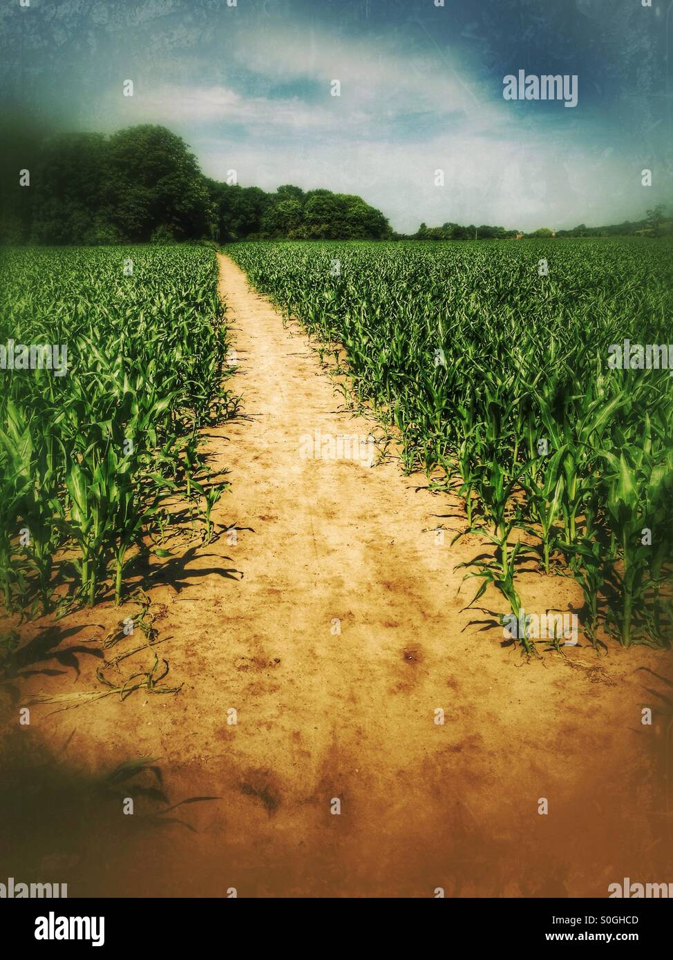 Footpath through a field of young sweet corn plants. Ancaster, Lincolnshire, England. - Smartphone Captured Stock Image