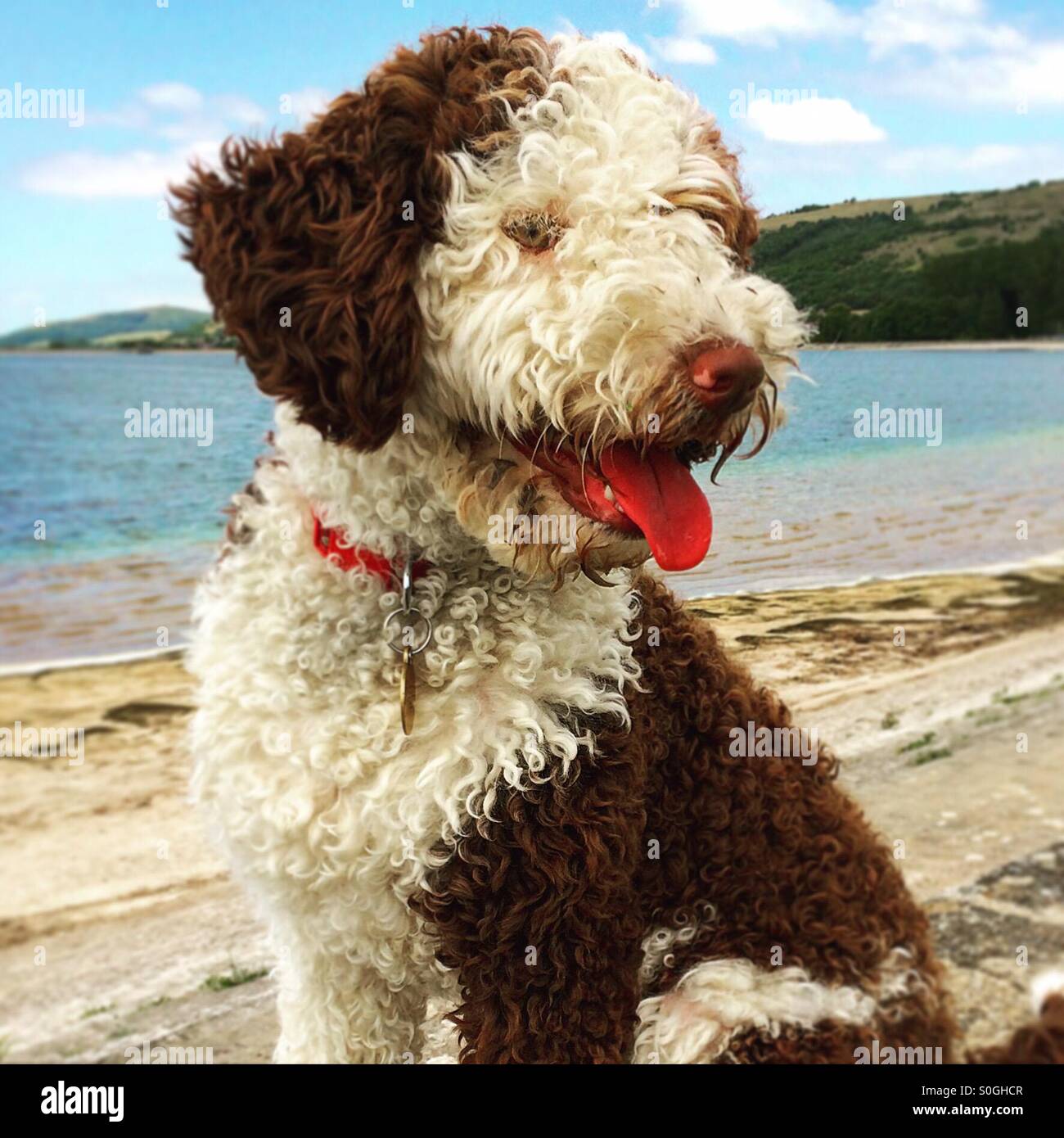 spanish-water-dog-puppy-stock-photo-alamy