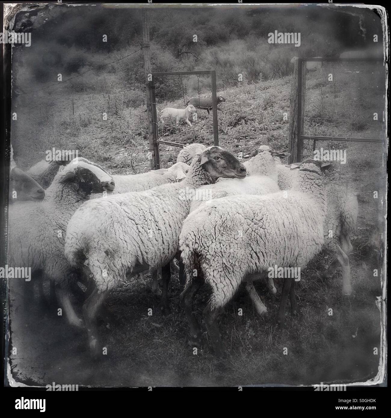 Black and white of sheep crowding at gate into paddock in rural Spain Andalucia - Smartphone Captured Stock Image