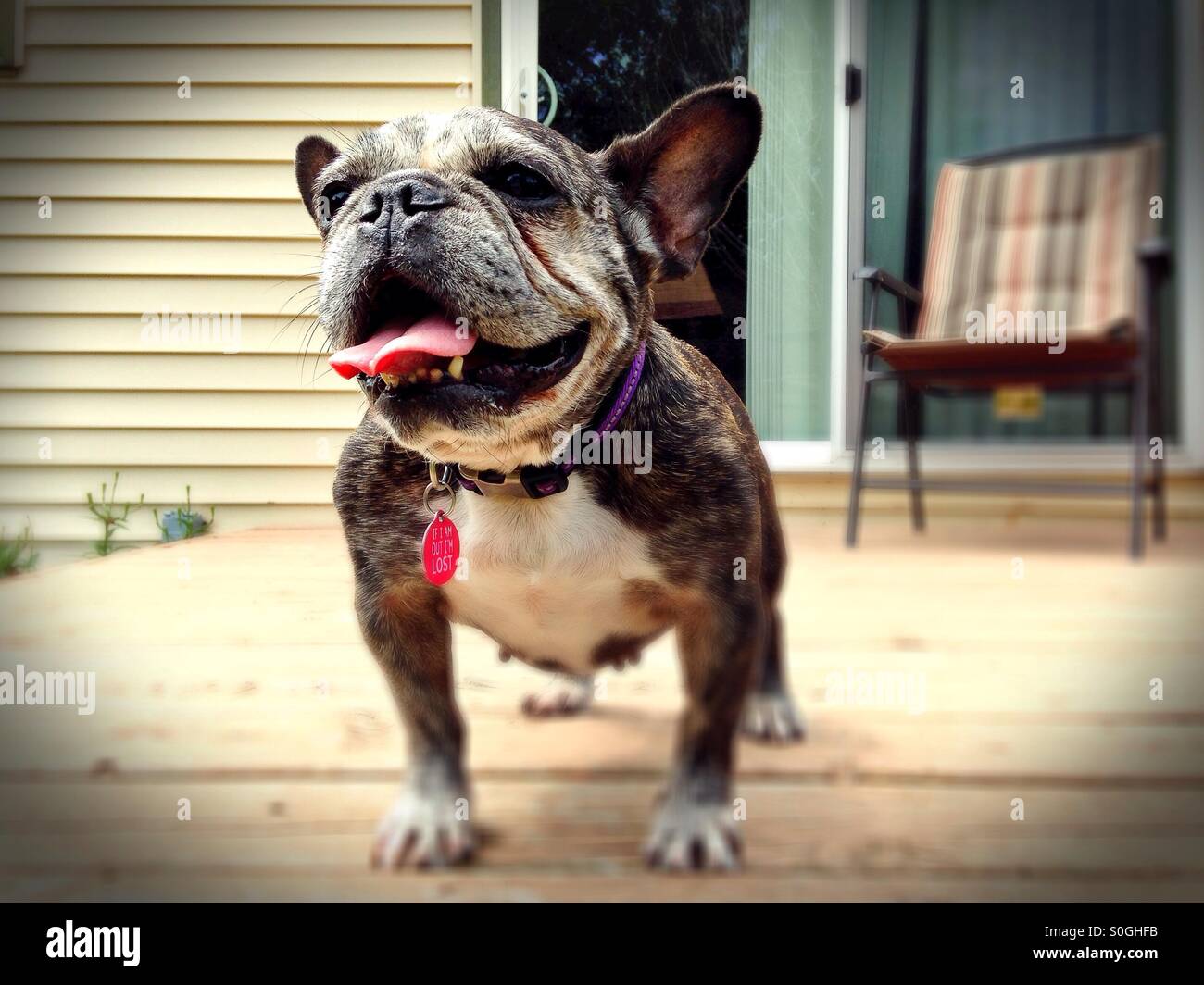 A french bulldog in the heat Stock Photo Alamy