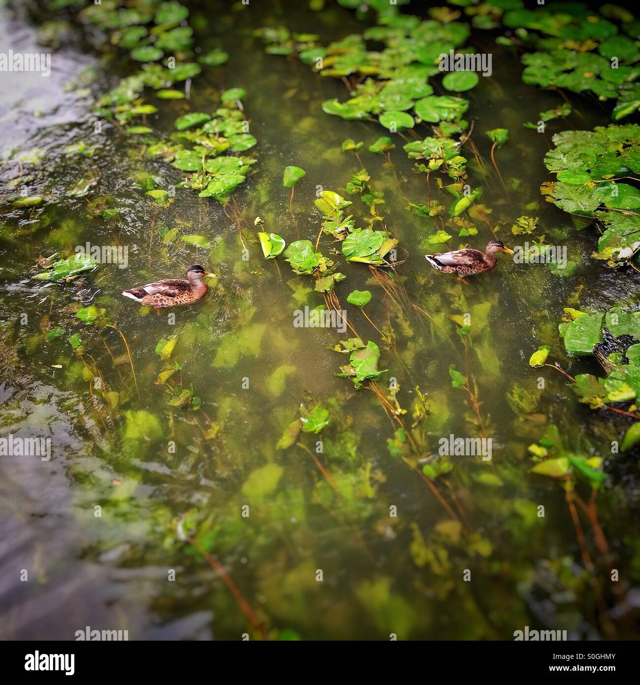 Ducks in a stream - Smartphone Captured Stock Image