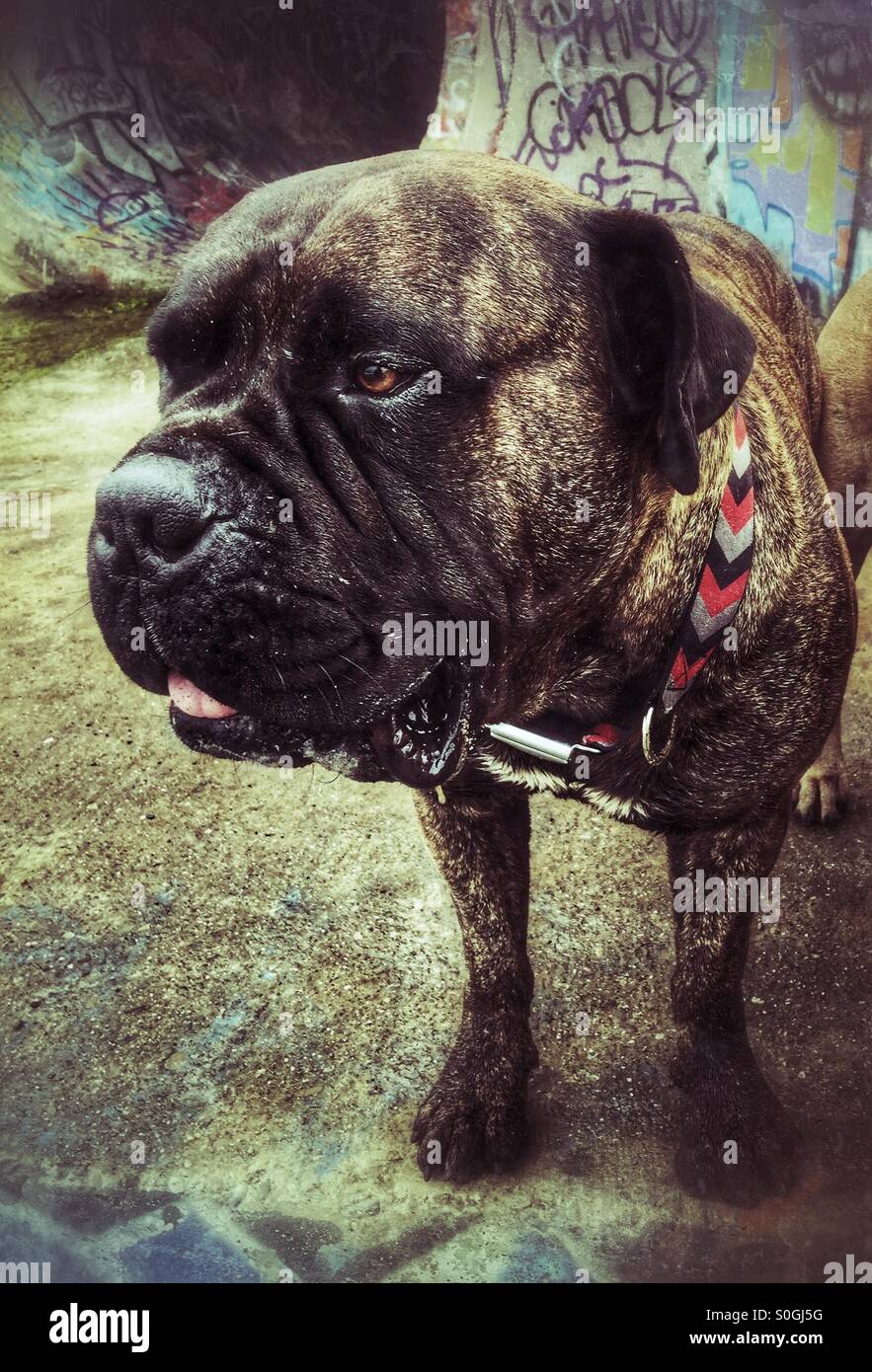 largest bullmastiff ever