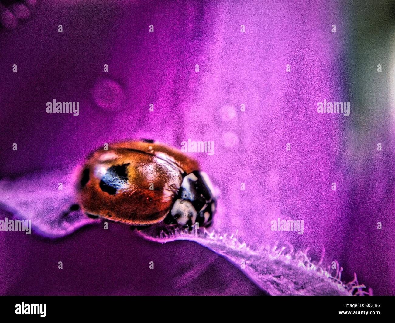Ladybird on a foxglove - Smartphone Captured Stock Image