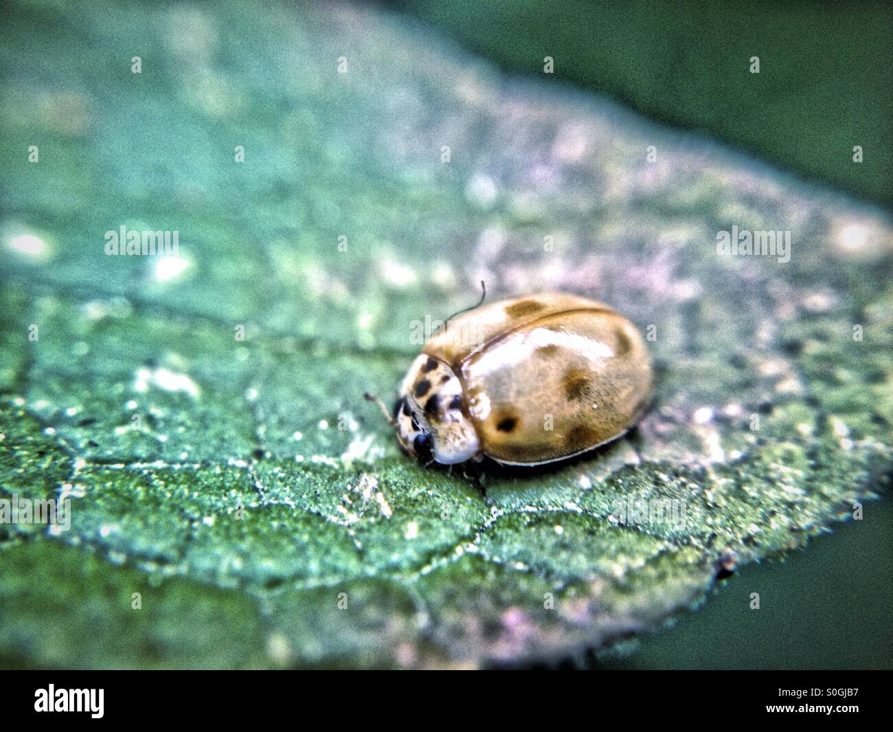 Ladybird before it goes fully red - Smartphone Captured Stock Image