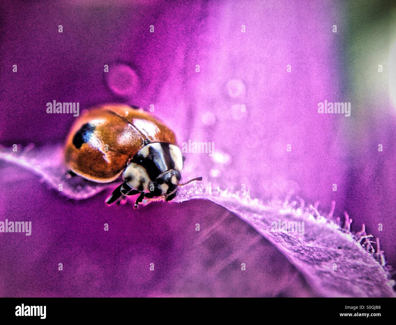 Ladybird on a foxglove - Smartphone Captured Stock Image