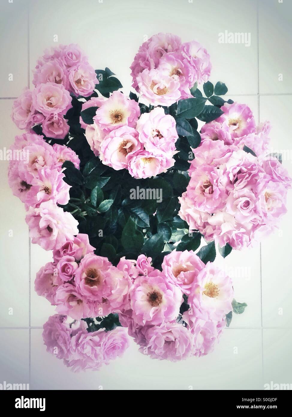 Pink and rose flowers hi-res stock photography and images - Alamy