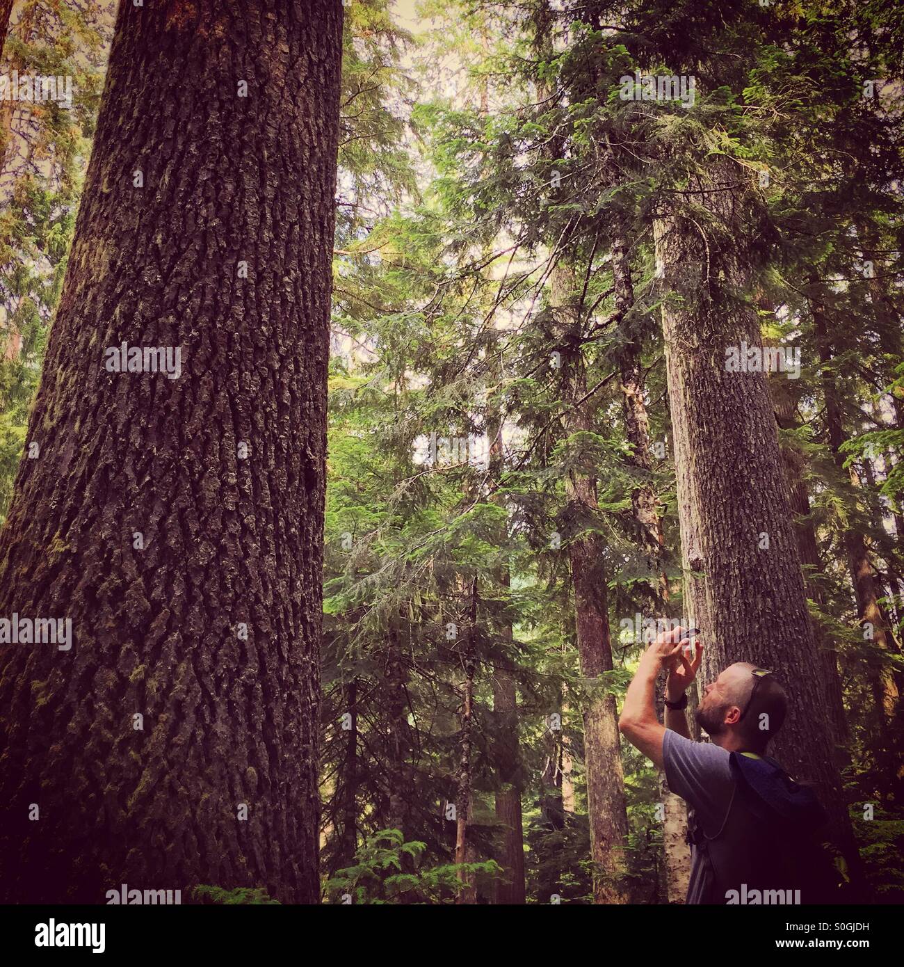 Hiker photographing old-growth coniferous forest; Willamette National Forest, Cascade Mountains, Oregon, USA. - Smartphone Captured Stock Image