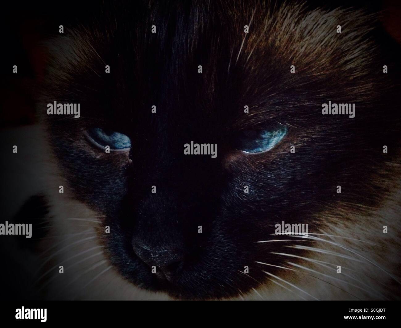 Siamese cat in the shadows Stock Photo Alamy