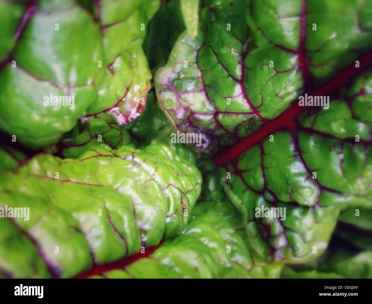 Red chard - Smartphone Captured Stock Image