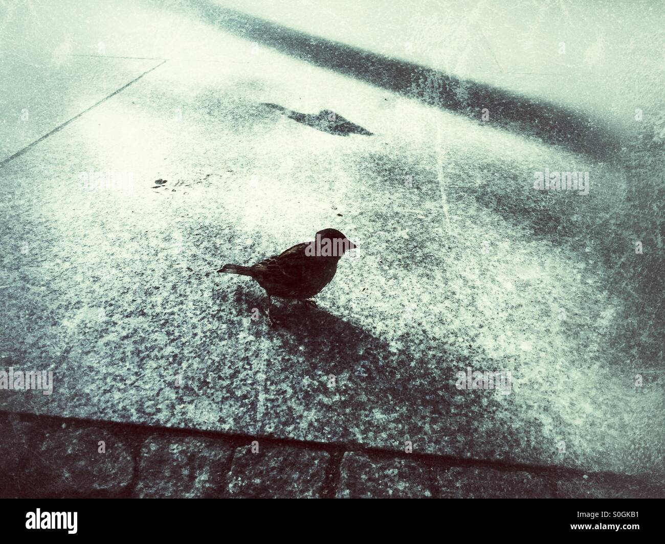 Sparrow bird silhouette on the street - Smartphone Captured Stock Image