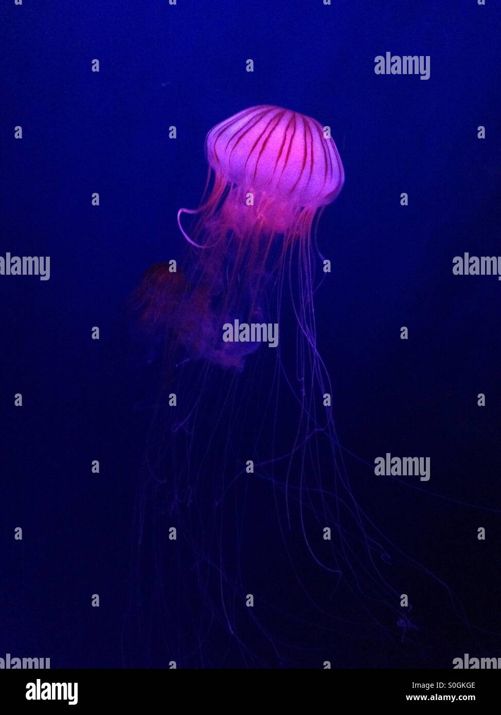 Pink jellyfish hires stock photography and images Alamy