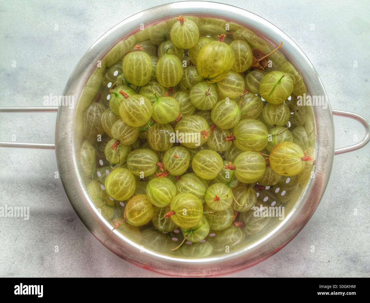 Freshly picked gooseberries in a metal colander - Smartphone Captured Stock Image
