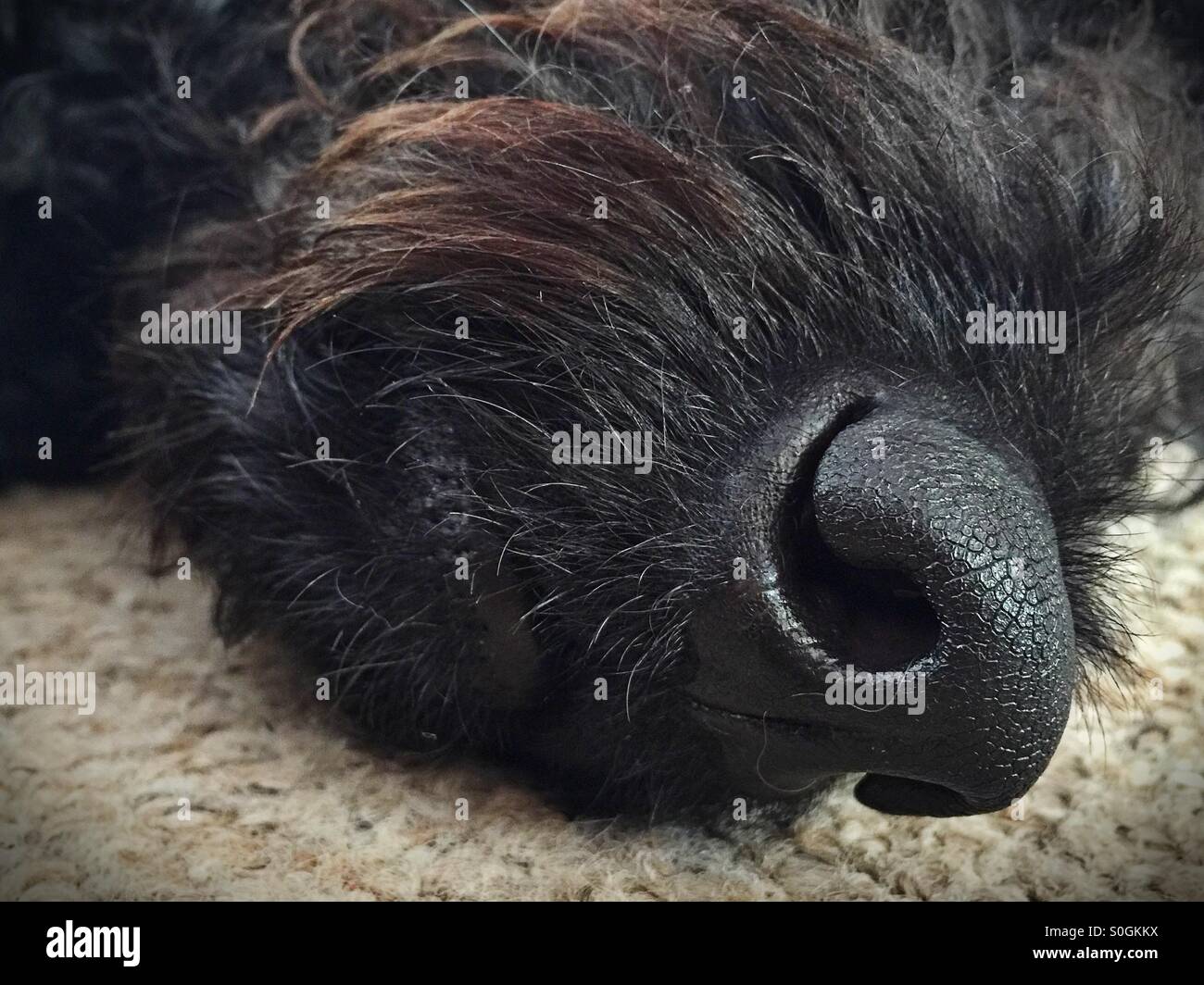 Close up of the nose of a very furry black dog Stock Photo