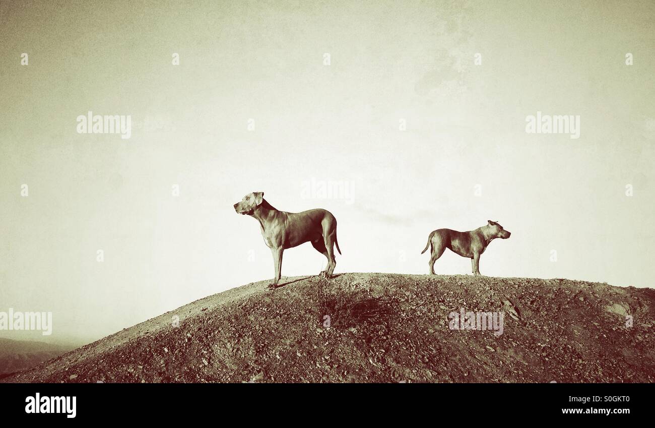 Two dogs facing opposite direction on top of a small hill Stock Photo