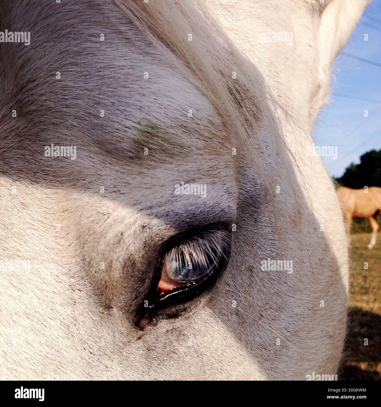 Close up shot of a white horse - Smartphone Captured Stock Image