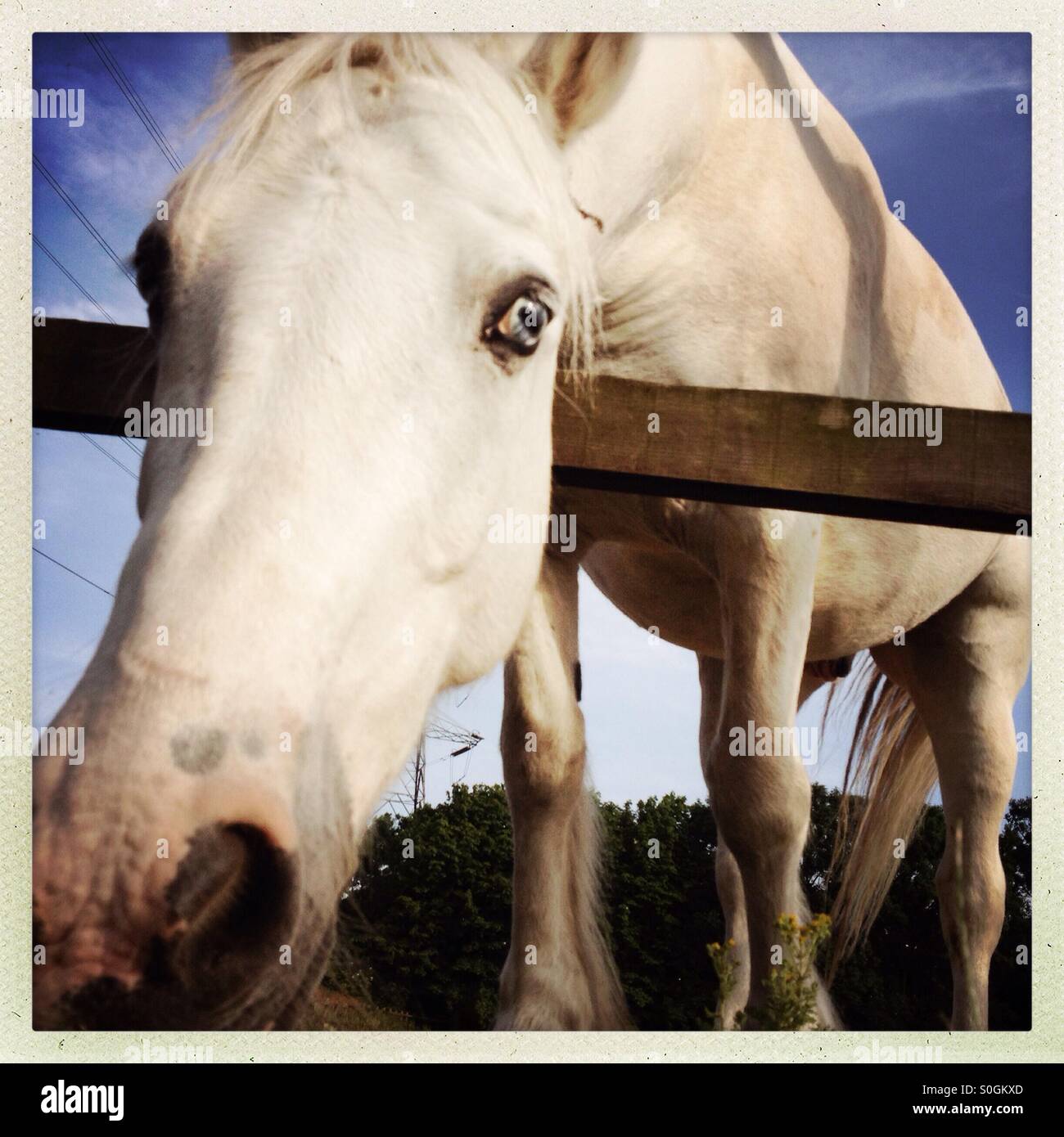 Close up shot of a white horse from low angle - Smartphone Captured Stock Image