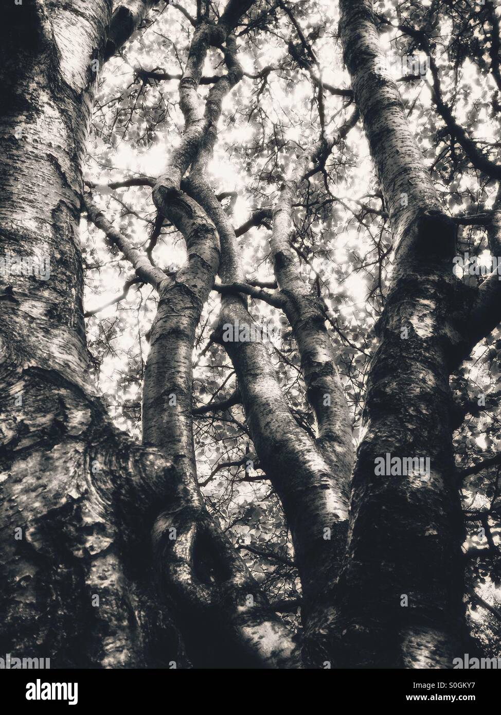 Strange Tree - Smartphone Captured Stock Image