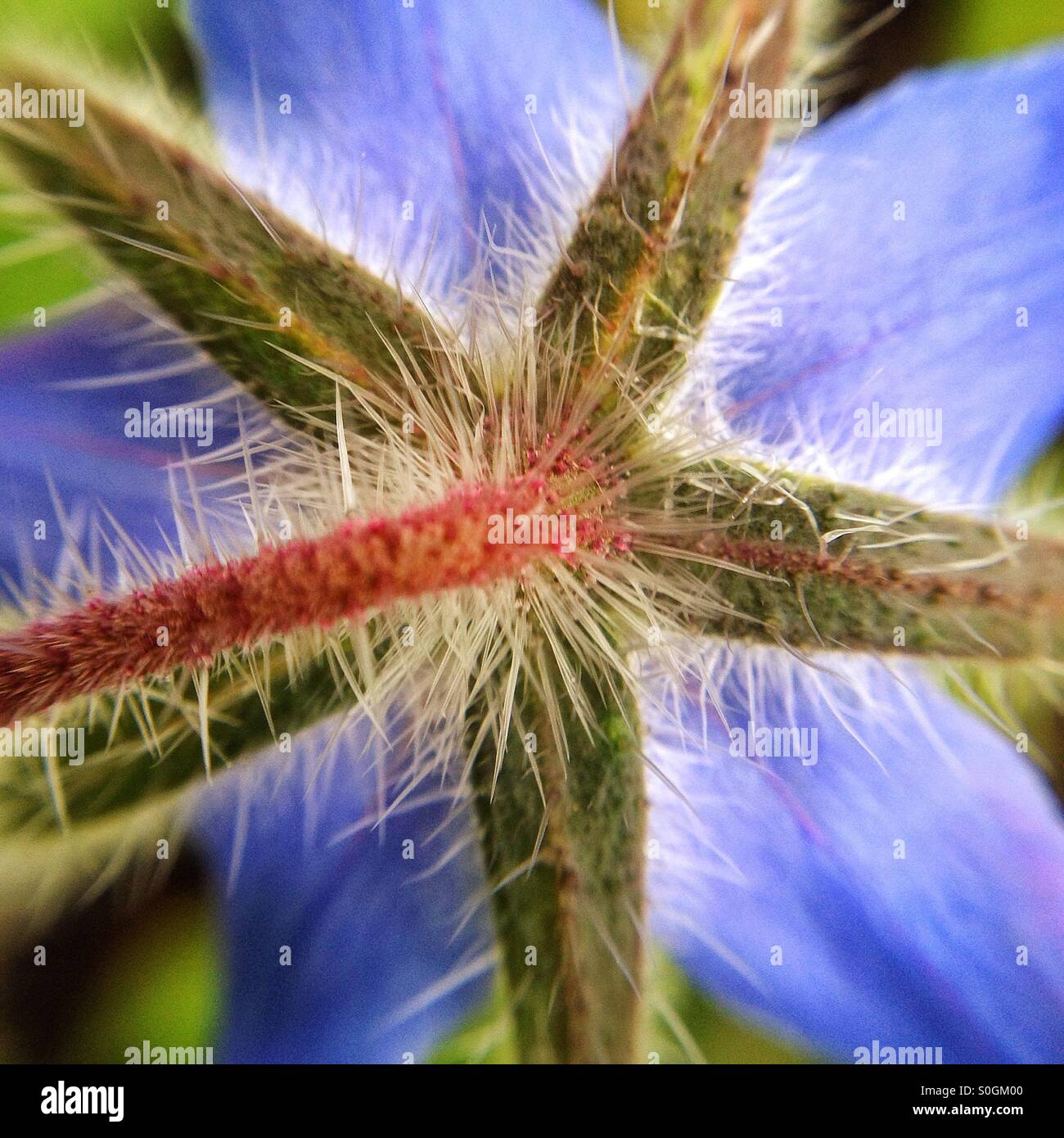 Underside of borage flower - Smartphone Captured Stock Image