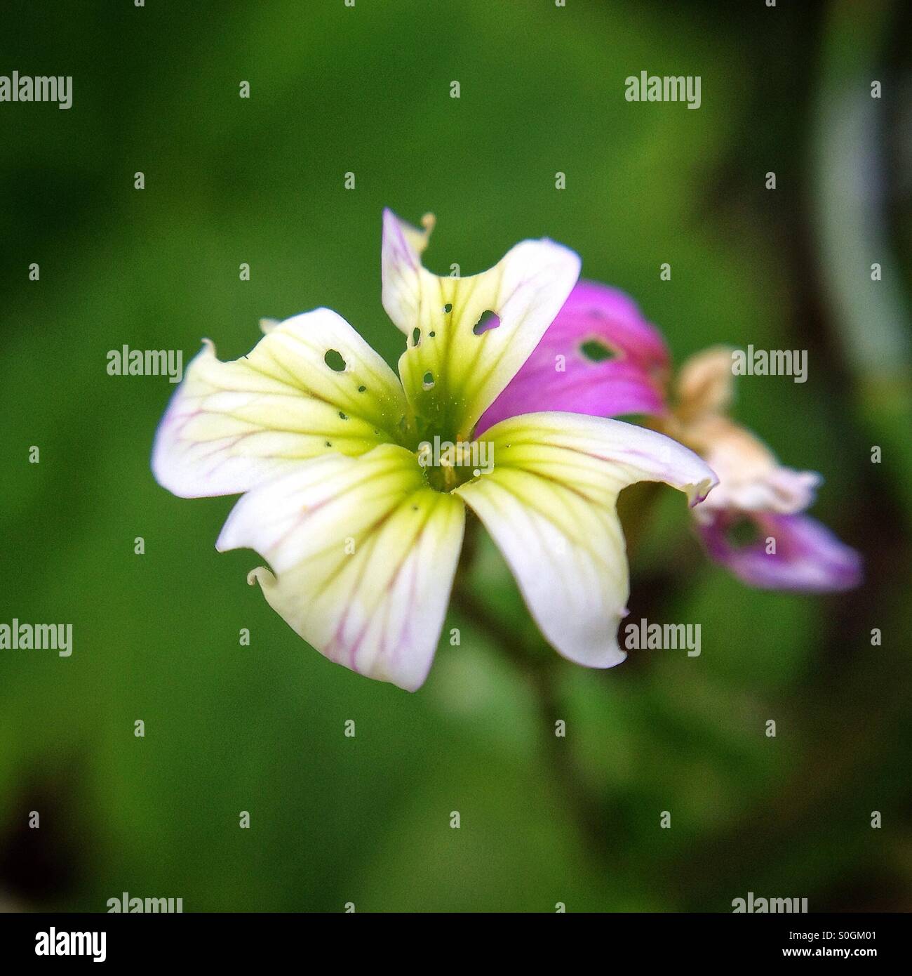 Small flower eaten by pests - Smartphone Captured Stock Image