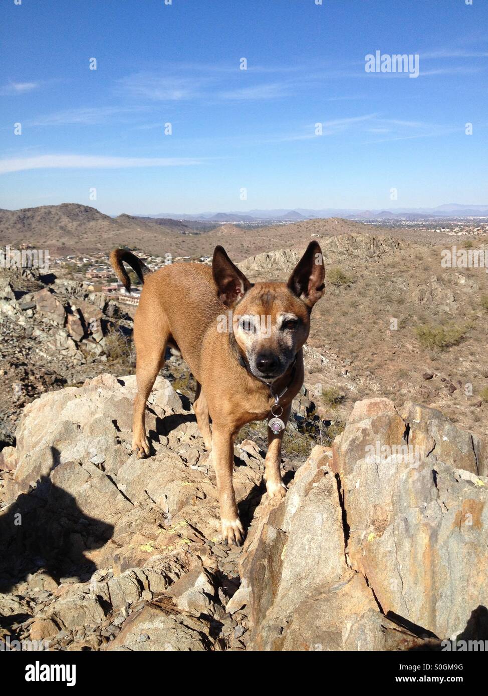 Older brown dog on mountaintop overlooking Phoenix. Stock Photo