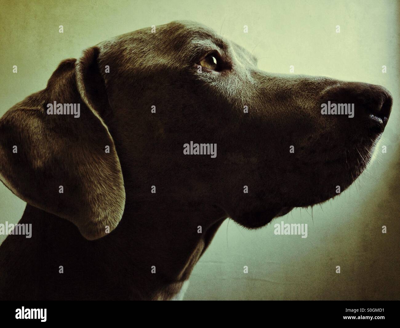 Handsome canine headshot of Weimaraner dog Stock Photo