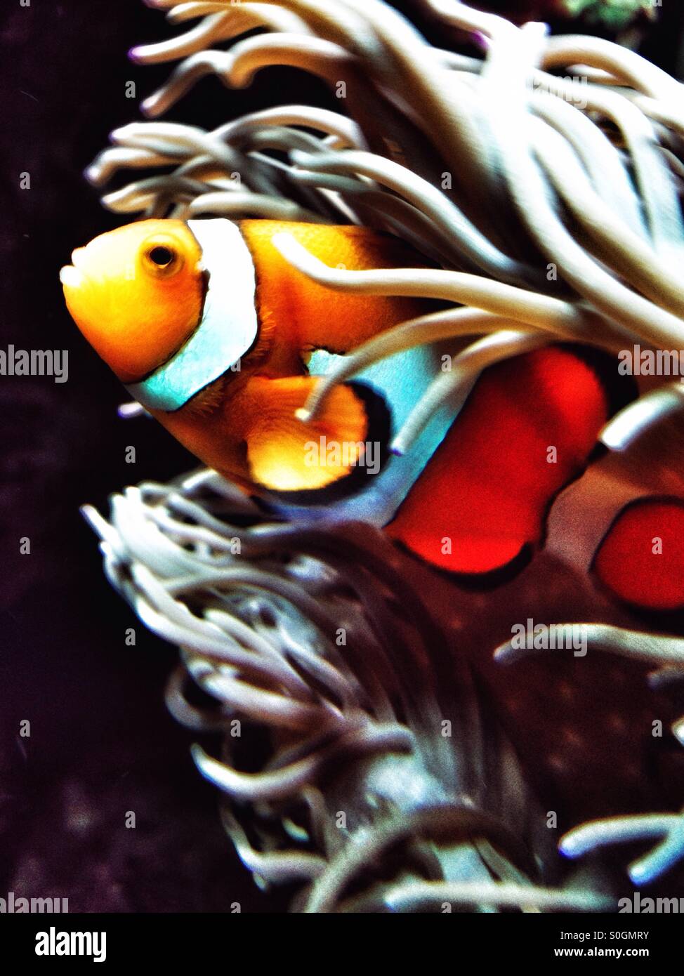 Clownfish in sea Anemone - Smartphone Captured Stock Image