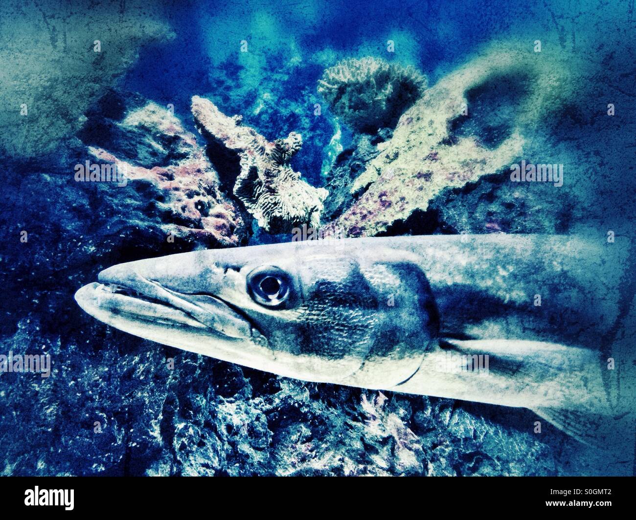 Barracuda - Smartphone Captured Stock Image