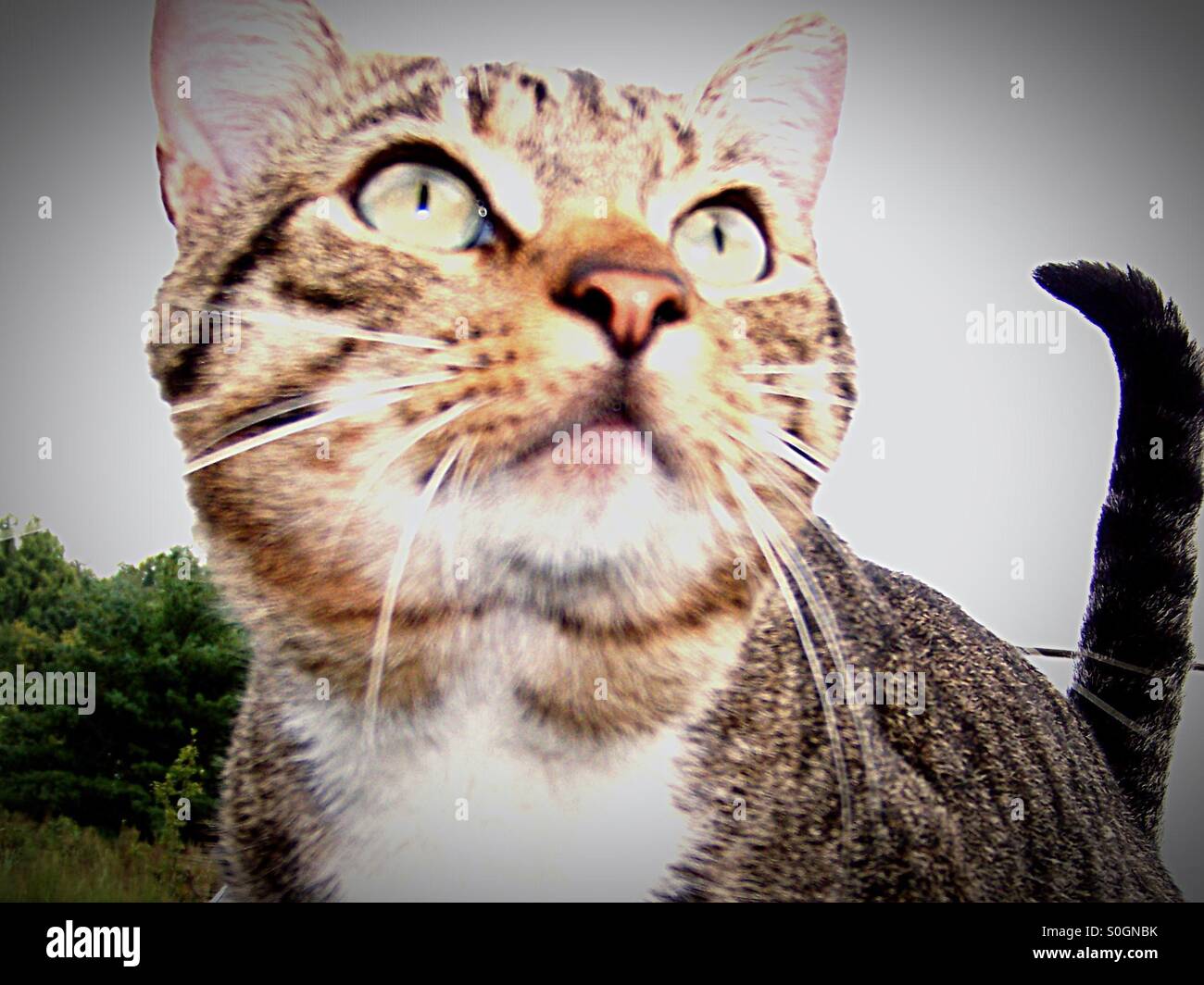 Cat looking off in the distant Stock Photo Alamy