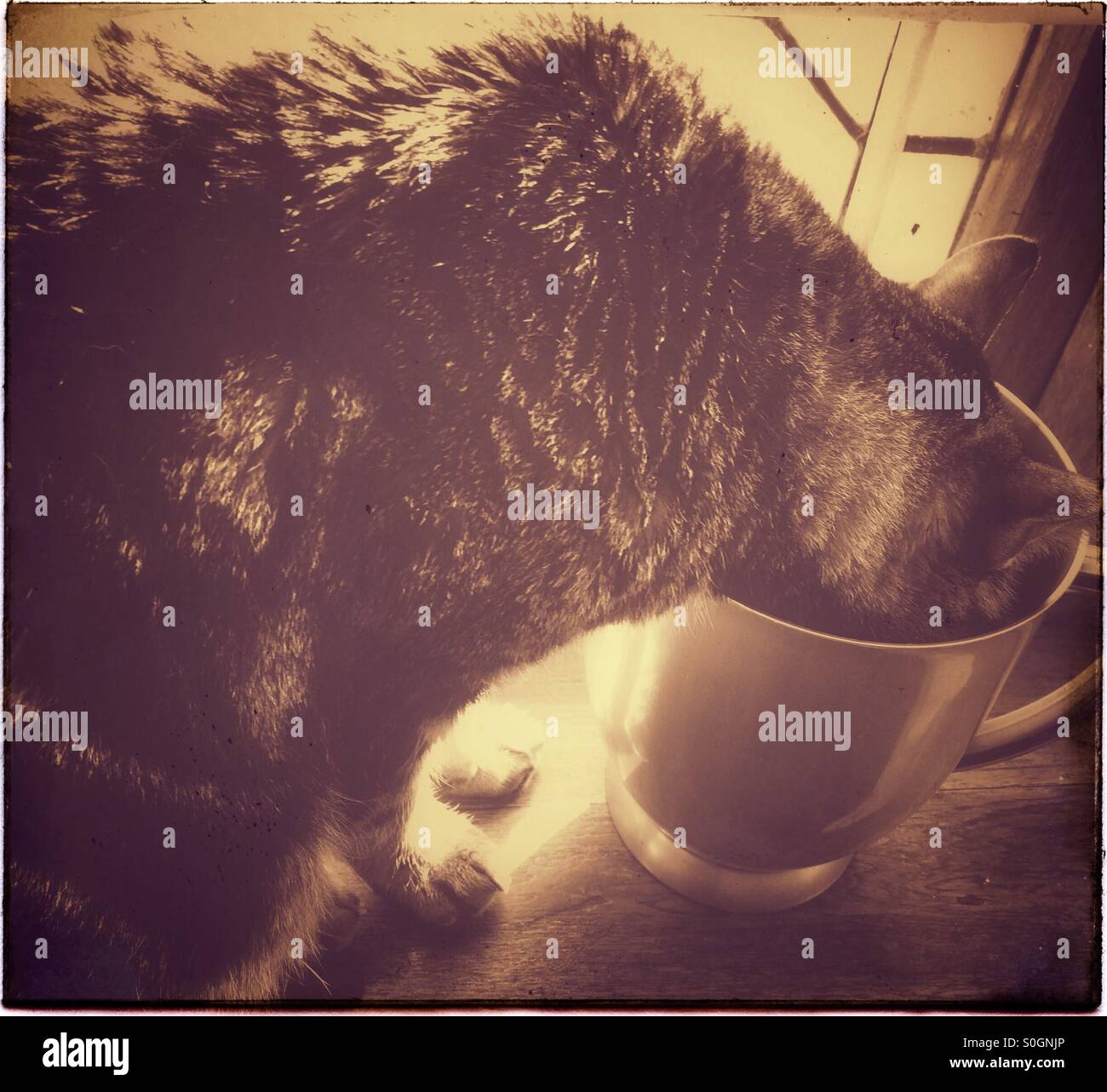 Cat drinking water from a plastic jug. - Smartphone Captured Stock Image